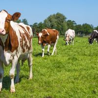 dairy cattle herd in a grass field